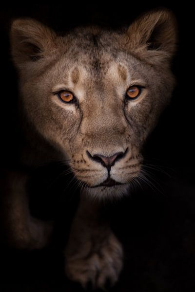 een hebzuchtige en gepassioneerde leeuwin kijkt je aan, de blik van een leeuwin is een portret in de van Michael Semenov