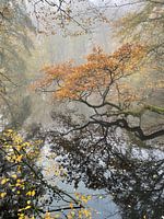 Herfstlandschap in de mist te Mariakerke