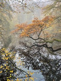 Herbstlandschaft im Nebel in Mariakerke von Evelien Bauwens