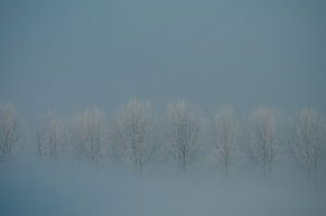 Bomenrij bij 15 graden vorst von Red74 Photography