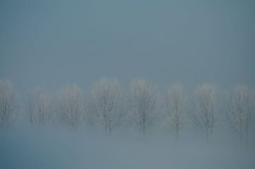 Bomenrij bij 15 graden vorst van Red74 Photography