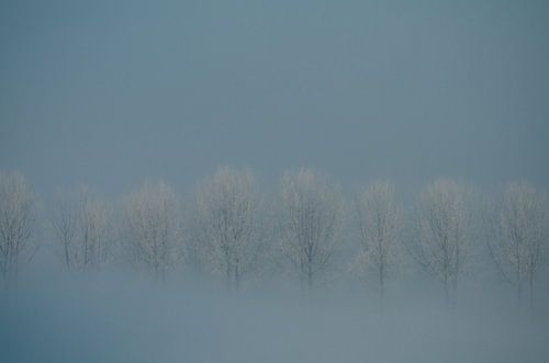Bomenrij bij 15 graden vorst