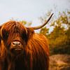 Highlander écossais sur Maikel Claassen Fotografie