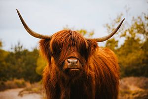 Highlander écossais