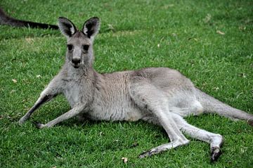 Australië - Newcastle, Kangoeroe van Frank Photos