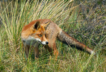 Fox in the gras