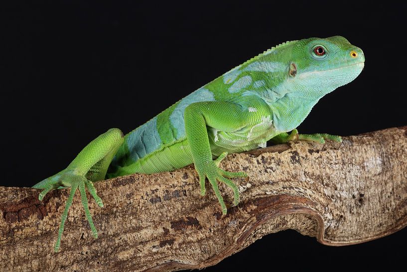Central Fijian Banded Iguana (Brachylophus bulabula) by Ronald Pol