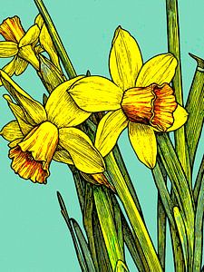 Narcissen