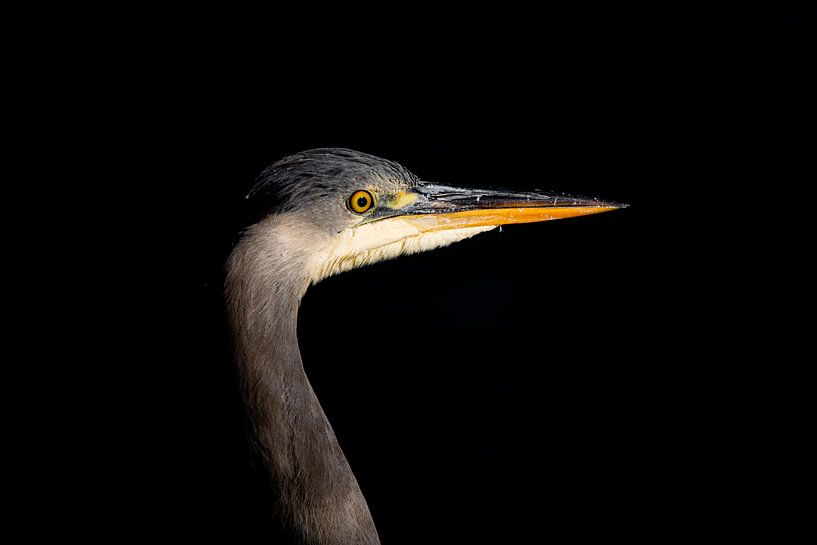 portret van een reiger van Ed Klungers