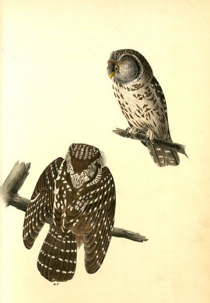 Uil, Tengmalm's Night-Owl., Audubon, John James, 1785-1851 van Liszt Collection