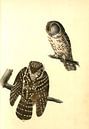 Uil, Tengmalm's Night-Owl., Audubon, John James, 1785-1851 van Liszt Collection thumbnail
