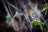 Robin