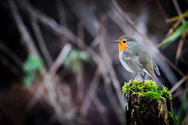 European Robin by Jimmy Sorber