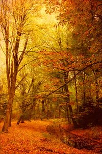 Herbst im Wald.   von LHJB Photography