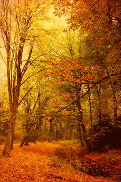 Fall in the forest.   sur LHJB Photography