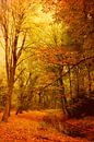Fall in the forest... by LHJB Photography thumbnail