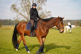 Best friends - brown Rhineland gelding and his rider