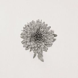 Botanical Symmetry by Floortje Louise