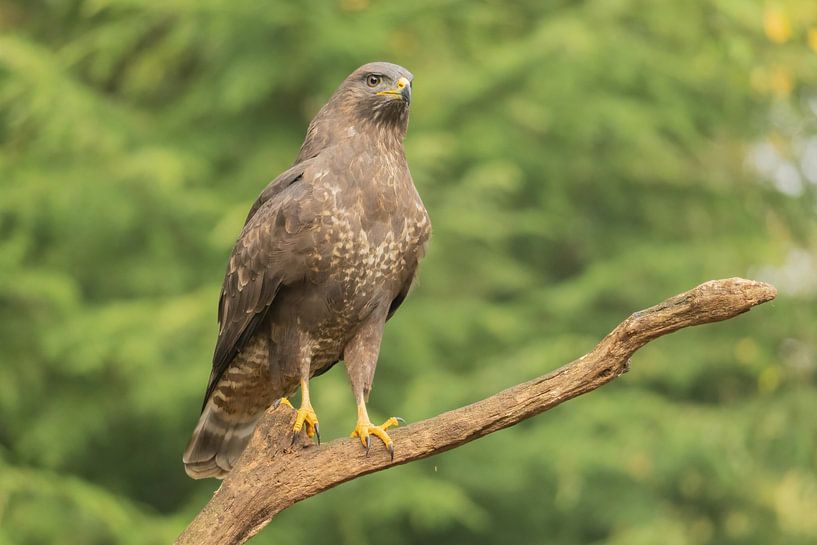 Buzzard par Sandra Groenescheij