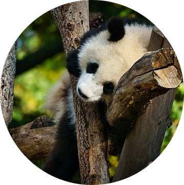 Reuzenpanda die bamboe eet. De bedreigde beer uit Azië met zwarte van Martin Köbsch