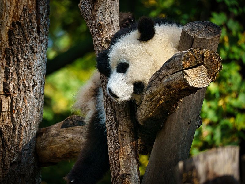 Giant panda eating bamboo. The endangered bear from Asia with black by Martin Köbsch
