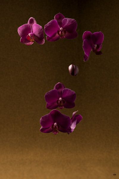 Orchidee schwimmend von Lieke van Grinsven van Aarle