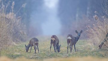 Roe deer by Mark van der Walle