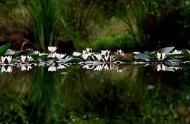 Étang aux nénuphars sur Thomas Jäger