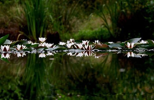 Malerischer Seerosenteich