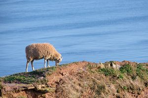 wollige schapen grazen op de klif hoog boven de zee op het eiland Helgoland, Duitsland, kopieerruimt van Maren Winter