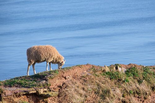 wollige schapen grazen op de klif hoog boven de zee op het eiland Helgoland, Duitsland, kopieerruimt