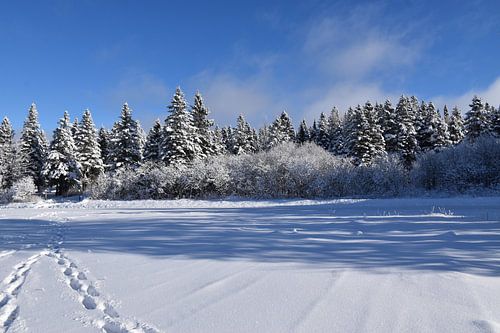 Voetafdrukken in de sneeuw