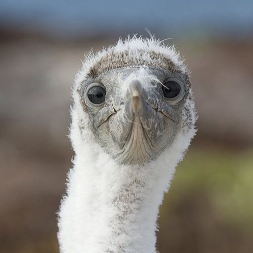 eigenwijze jan van gent