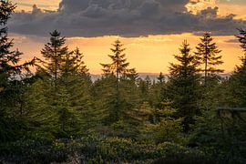 Des épicéas au coucher du soleil sur Steffen Henze