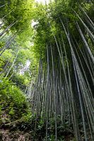 Bamboo forest in vietnam