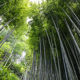 Bamboe bos in vietnam van Jordy Blokland