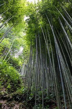 Bamboe bos in vietnam van Jordy Blokland