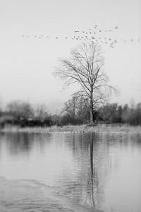 Ooijpolder im Winter | schwarz und weiß | Lensbaby