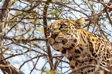 Gepard auf dem Baum von Photo By Nelis