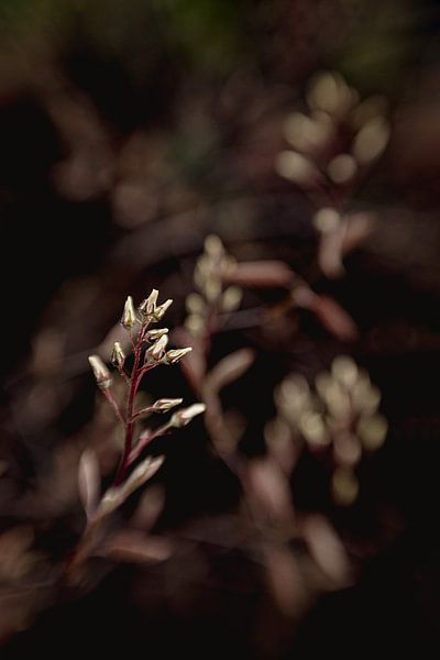 Crépuscule sombre par Hiske Boon