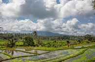 Munduk, Bali. Surrounded on all sides by dense jungle vegetation are bright green terraces to cultiv by Tjeerd Kruse thumbnail