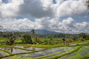 Munduk, Bali. Aan alle kanten omgeven door dichte junglevegetatie zijn felgroene terrassen om rijst 