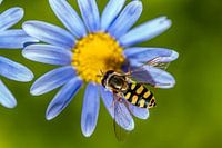 Blaues Gänseblümchen mit Schwebfliege