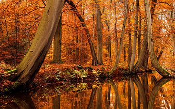 herfst in Twickel van Arnoud van der Aart