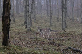 Hirsche in den Amsterdamer Wasserversorgungsdünen