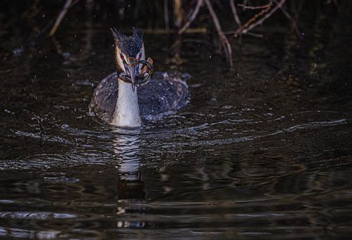 Fuut heeft stekelbaars van peterheinspictures