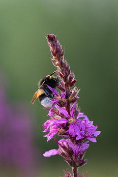 Biene auf Blüte in der Heidelandschaft von Pascal van Woudenberg