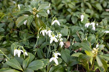 The first flowers in the Emsland garden