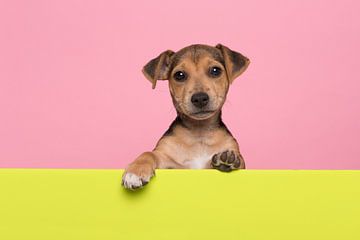 Jack Russel pup van Elles Rijsdijk