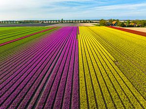 Tulpen in Gelb und Violett auf landwirtschaftlichen Feldern im Frühling
